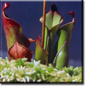 setSC-Heliamphora_heterodoxa-3