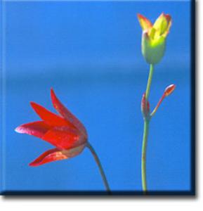 setSC-Heliamphora_heterodoxa-4