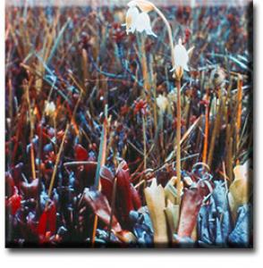 setSC-Heliamphora_tatei-2