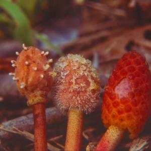 setSC-Helosis-1