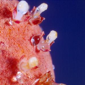 setSC-Helosis-3