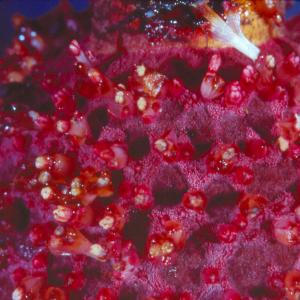 setSC-Helosis-6
