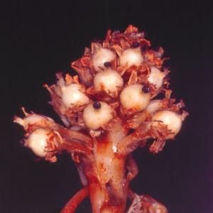setSC-Hemitomes_congestum-10