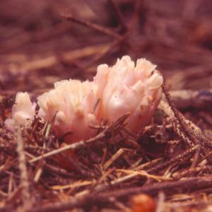 setSC-Hemitomes_congestum-1