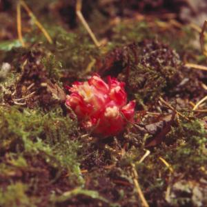 setSC-Hemitomes_congestum-2