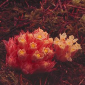setSC-Hemitomes_congestum-3