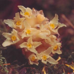 setSC-Hemitomes_congestum-4
