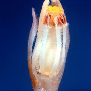 setSC-Hemitomes_congestum-5