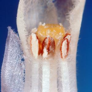setSC-Hemitomes_congestum-7