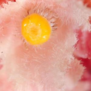 setSC-Hemitomes_congestum-8