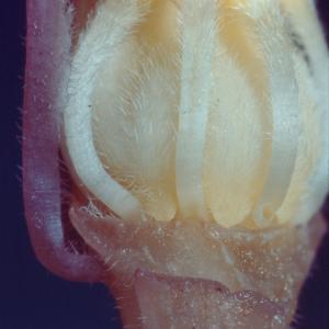 setSC-Hemitomes_congestum-9