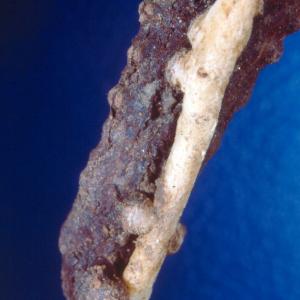 setSC-Hydnora_africana-11
