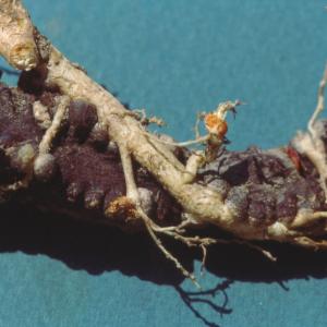 setSC-Hydnora_africana-12