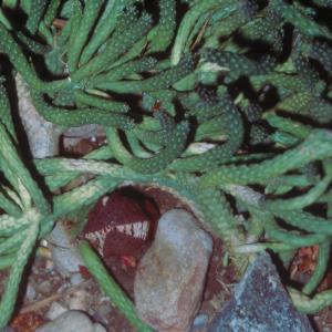 setSC-Hydnora_africana-1