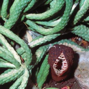 setSC-Hydnora_africana-2