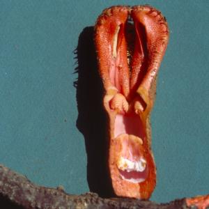 setSC-Hydnora_africana-4