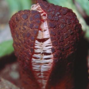 setSC-Hydnora_africana-5