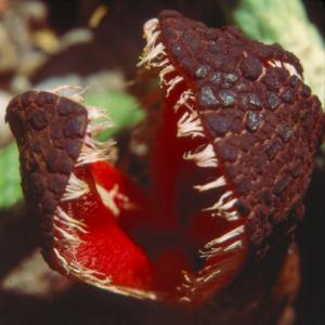 setSC-Hydnora_africana-6