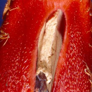 setSC-Hydnora_africana-7