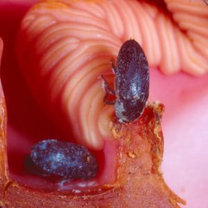 setSC-Hydnora_africana-9