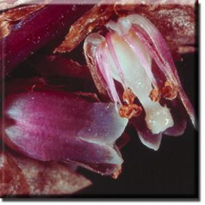 setSC-Monotropsis_odorata-3