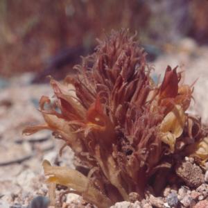 setSC-Orobanche-1