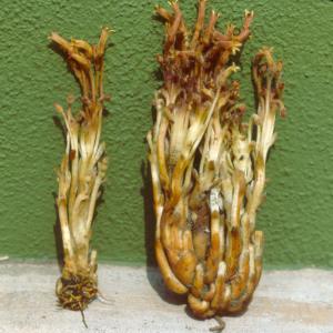 setSC-Orobanche-2