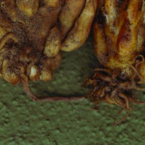 setSC-Orobanche-3