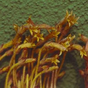 setSC-Orobanche-4