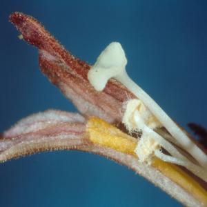 setSC-Orobanche-5