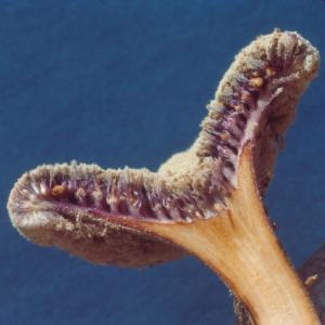 setSC-Pholisma_sonorae-10