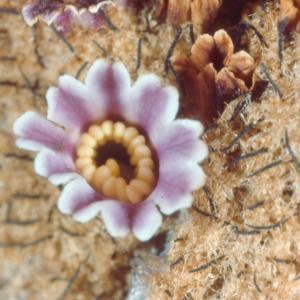 setSC-Pholisma_sonorae-11