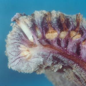 setSC-Pholisma_sonorae-12