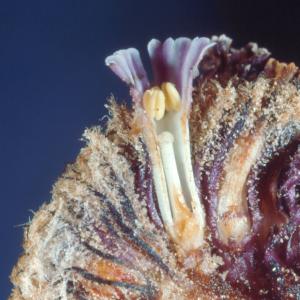 setSC-Pholisma_sonorae-13