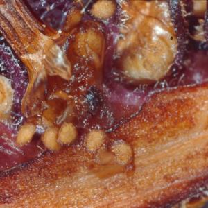 setSC-Pholisma_sonorae-14