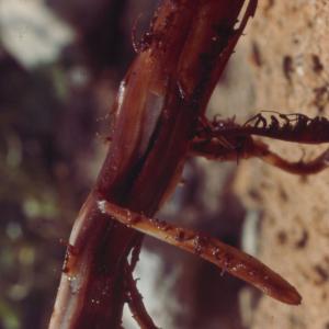 setSC-Pholisma_sonorae-15