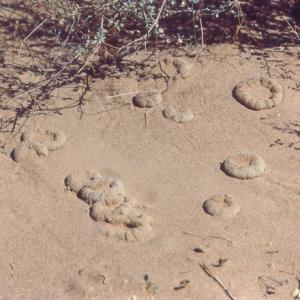setSC-Pholisma_sonorae-1