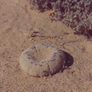 setSC-Pholisma_sonorae-2
