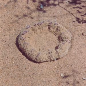 setSC-Pholisma_sonorae-3