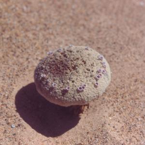 setSC-Pholisma_sonorae-4