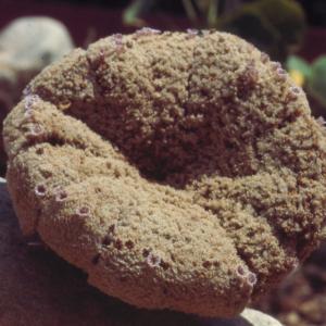 setSC-Pholisma_sonorae-5