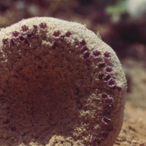 setSC-Pholisma_sonorae-6