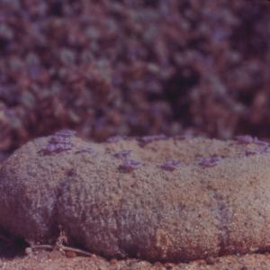 setSC-Pholisma_sonorae-7