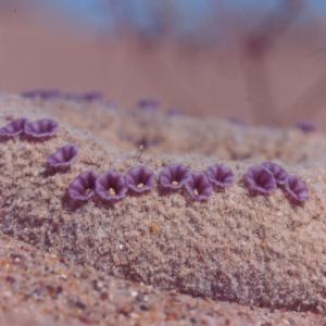 setSC-Pholisma_sonorae-8