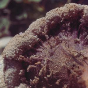 setSC-Pholisma_sonorae-9