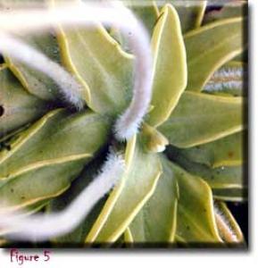 setSC-Pinguicula_caerulea-5