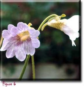 setSC-Pinguicula_caerulea-6