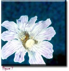 setSC-Pinguicula_caerulea-7