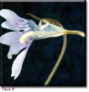 setSC-Pinguicula_caerulea-8