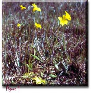setSC-Pinguicula_lutea-1